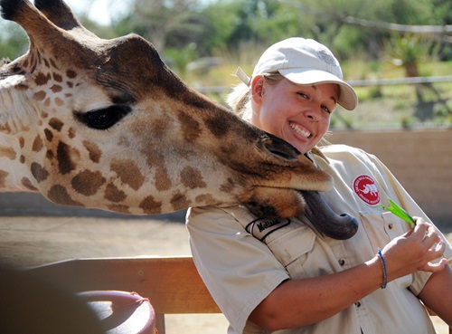 Zookeeper interacting with a giraffe